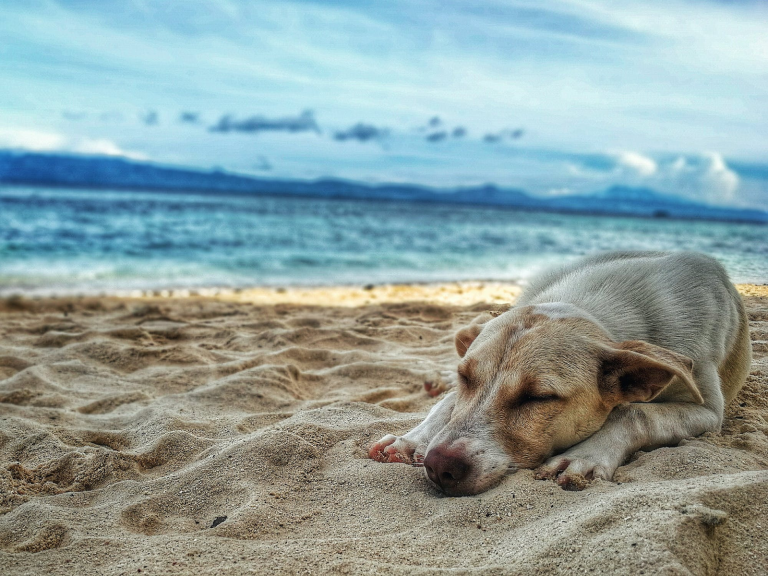 Travel tips for animal lovers